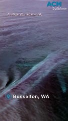 Huge pygmy blue whale filmed up close at Busselton Jetty