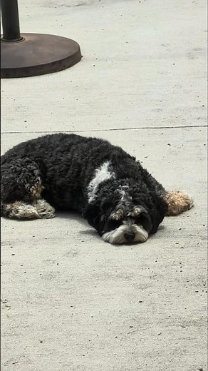 Lazy Cavapoo Sunbathing on the Patio!