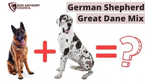 German Shepherd Great Dane Mix - What Should I Know About? | Dog Advisory Council