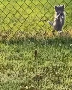 From Ghost in the Grass to Miracle Kitten 🐾💔 Found trembling behind a fence, this tiny grey kitten had lost all hope. But when one woman stepped in, everything changed. From a starving stray to a brave explorer, his transformation is pure magic. 😭❤️ #AnimalRescue #KittensOfTikTok #Transformation #RescueCat #KindnessMatters #ViralReels #TrendingReels #StreetCat #CatLover #HappyEnding #MiracleKitten | Soul Within Shadows