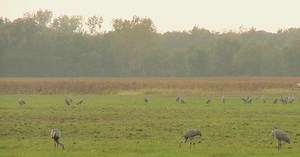 Nature: Sandhill cranes