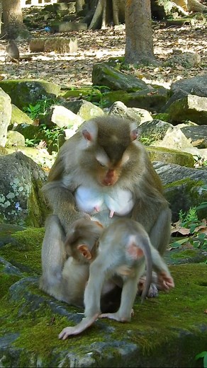 18K views · 384 reactions | Very lovely little monkeys playing | Love Monkey | Facebook