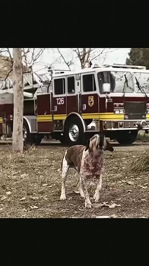 58K views · 93 reactions | A dog saved his owner's life...梁 #bhfyp #video #film #comedy #marvel #movie #cinema #hollywood #fyp #reels #viral | New Action Movie | Facebook