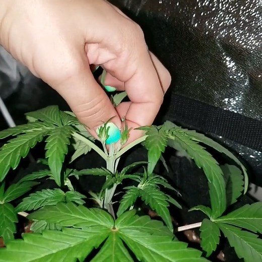 Example of "topping" a cannabis plant above the 5th node