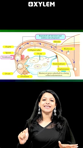Xylem Class 9 on Instagram: "ഒറ്റ മിനുറ്റിൽ 4 മാർക്കിന്റെ ചോദ്യം നോക്കാം ! . . #xylemclass9 #Xylemlearning #9thstandard #christmasexam"