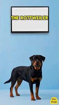 How Fast Dogs Learn Commands (You’ll Be Surprised)