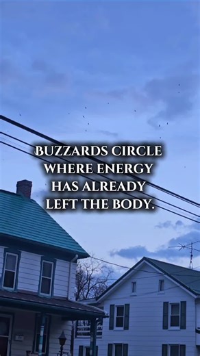 Understanding Buzzards: Nature's Honest Accountants