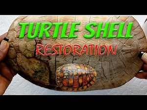 Watch This Turtle Shell Get a Colourful Makeover!