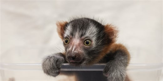 Meet Helios: The newest red ruffed lemur at the Nashville Zoo
