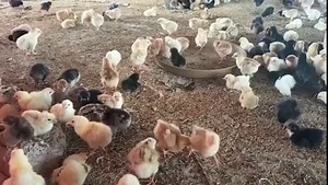 Development of the Chick MICROBIOME | Energy Sources for Sick Chicks | Chicks Temperature Chart | Dr. ARSHAD | Dr. Arshad Veterinary Clinic