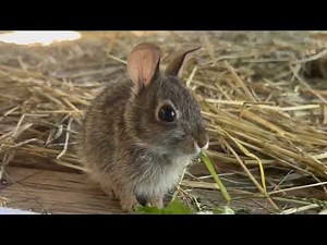 Some interesting facts about Eastern Cottontails (read description).