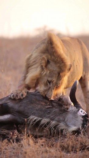 One Rule. When the Lion Hungry, He Eats...____>^^