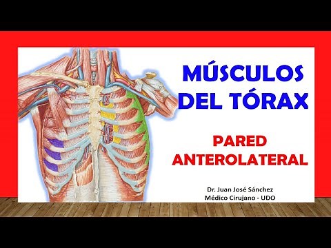 🥇 MUSCLES OF THE THORAX Easy and Simple
