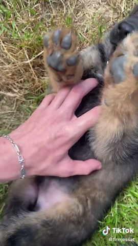 German Shepherd Puppies: Sweet and Playful Companions