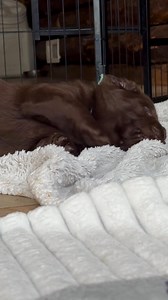 Short legs, round belly, zero thoughts… just cuteness 🥰 | Fairfax Pines Labrador Retrievers