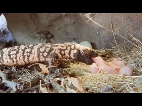 When Insects Attack: The Most Savage Ambushes in the Animal Kingdom!"