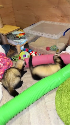 Silly Ferrets Playing Together