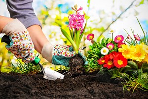 25 Common Gardening Mistakes & How to Avoid Them - The Gardening Dad