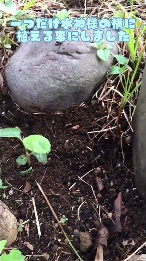 枇杷の種から育てます。苗遠育てて美味しい枇杷が収穫できるまで、何年かかるかな？ぬいぐるみセラピー。苗木の育て方