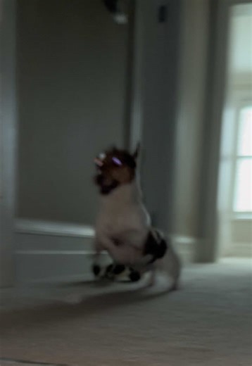 Joyful Morning Zoomies with Jack Russell