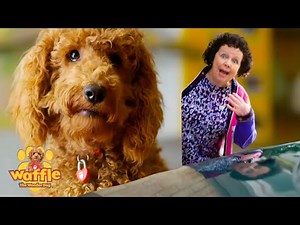 Waffle Te Wonder Dog Mega Compilation For Kids! | WildBrain Zigzag