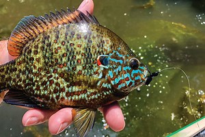 Summer Fly-Fishing Tactics for Panfish - Fly Fisherman