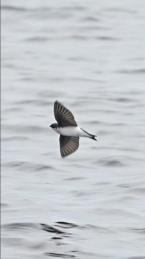 The Art of Flight with the Amazing Tree Swallow