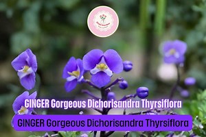 Sapphire Blue Ginger Plant – Dichorisandra Thyrsiflora Live Starter Plant With Bright Blue Flower Spikes - Etsy