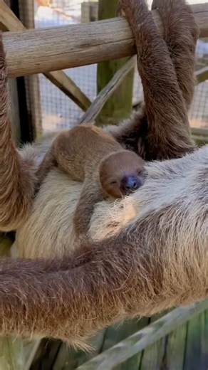 🦥💕🦥 #sloth #cuteanimals | I Love Sloth