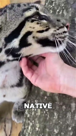 The Clouded Leopard – The Tree Acrobat #shorts #animals #wildlife