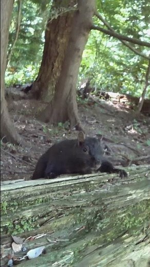 Squirrel Sounds Squeaking, Calling And Alert
