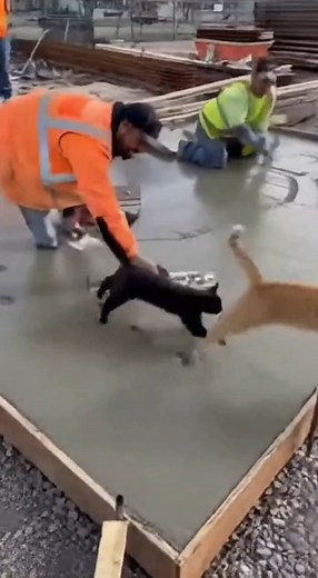Para que le echen ganas al trabajo ..😾 | Sr Gato Curioso