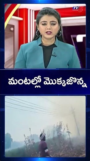 70 Acres of Maize Crop Destroyed by Fire in Chintakani | Massive Loss for Farmers | TV5 News