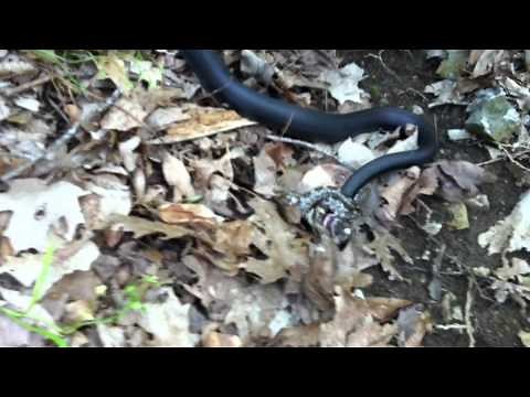 Black Racer snake killing a Copperhead