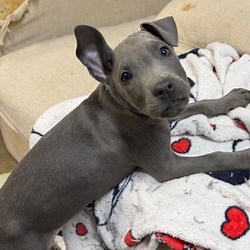 Bedminster, NJ - American Pit Bull Terrier. Meet Frost a Pet for Adoption - AdoptaPet.com