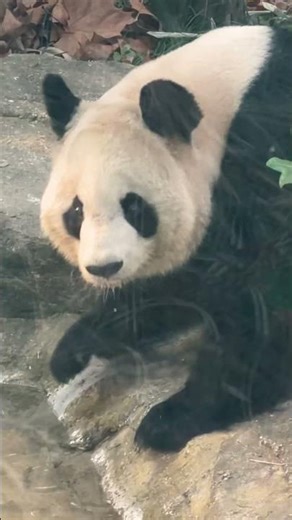 子供達の成長を、遠くから見守る🍯良浜の1日