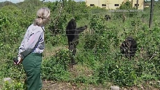 Jane Goodall's funeral to be held at Washington National Cathedral
