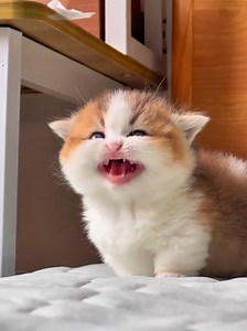 Cute Kitten Miaow - Adorable Cat Meowing Compilation