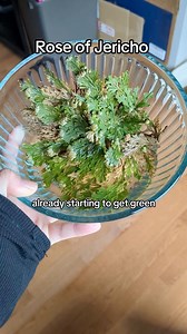 Rose of Jericho beginner tips and spiritual uses. also known as the resurrection plant, Rose of Jericho has the magical ability to come back to life. save your Rose of Jericho water to sprinkle around your home, add it to floor washes, or even place coins in it for abundance. #beginnerwitch #roseofjericho #housewitch #witchhouse #prosperityspells #resurrectionplant #witchtok #greenwitch #practicalmagic | Instant Witch