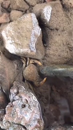 20M views · 10K reactions | When the crab attacks the fish? | Anamul Fish Farm | Facebook