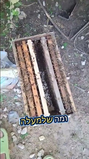דבוראי מציג: איך מפנים נחיל דבורים בבית #דבורים #טבע #מעניין