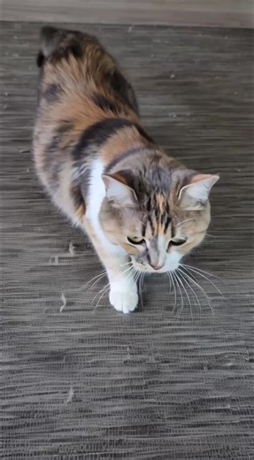 🐾 Thinking about Cat Adoption? 🐱 Bringing home a new furry friend is one of the most heartwarming choices you can make — but before you do, there are a few things every future cat parent should know. 💛 Our latest article, “Joyful Journey to Cat Adoption,” reveals what to expect, how to prepare your home and heart, and the #1 secret to making your cat feel truly at home. From kittens to seniors, every adoption story starts with love — and a little preparation. #AdoptDontShop #cat #catlife | Pe