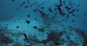A lot of tropical fishes and sharks in deep sea. School of fish and sharks in clear blue ocean