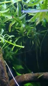 Pure O2 vibes. It's like a tiny champagne party in my tank.