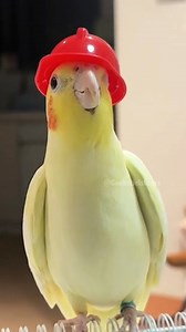 134K views · 5.3K reactions |  Sound the cuteness alarm! Our little firefighter Tweety is reporting for duty with her chirpy tunes and tiny red helmet!  Tag a friend who needs a smile today  #CockatielsCraze #FirefighterBird #TooCuteToHandle | Cockatiels Craze | Facebook