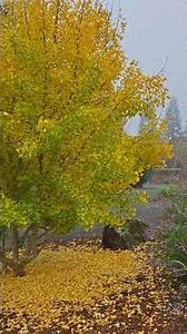 Ginko boloba is an ancient species dating back over 200-270 million years & existed before dinosaurs