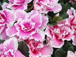 Conserver une azalée d'intérieur : astuces pour bien l'arroser