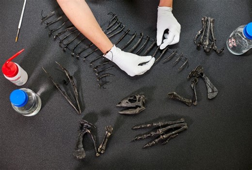 New dog-sized dinosaur species discovered