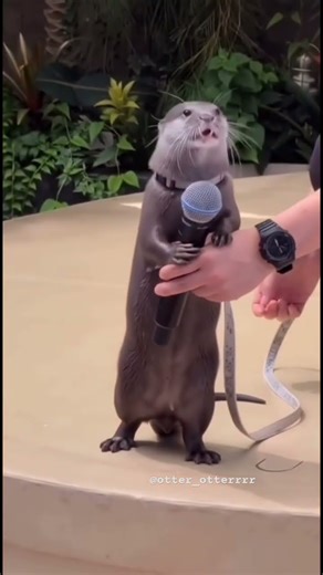Otter Singing on Stage 🎤 カワウソステージ歌う!✨ 수달 무대 노래해요! ✨ऊदबिलाव स्टेज पर गा रहा है! #shorts #viral #otter