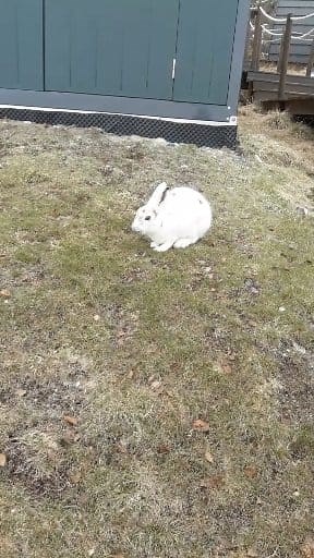 #polar #hare #polarhare | Maxim Kuleshov